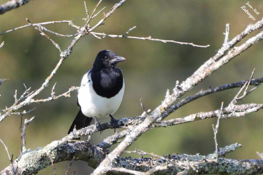 Pie bavarde - Pica pica - Filain (Haute-Saône) - 20 octobre 2024 - Photographie Jean-Noël Latroyes.
