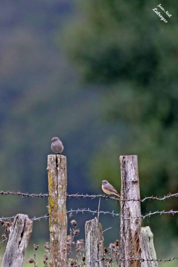Traquet motteux mâle juvénile (Oenanthe oenanthe - Linné, 1758). Photographie Jean-Noël Latroyes - Filain (Haute-Saône) - 13 septembre 2024 et un Rougequeue noir juvénile.