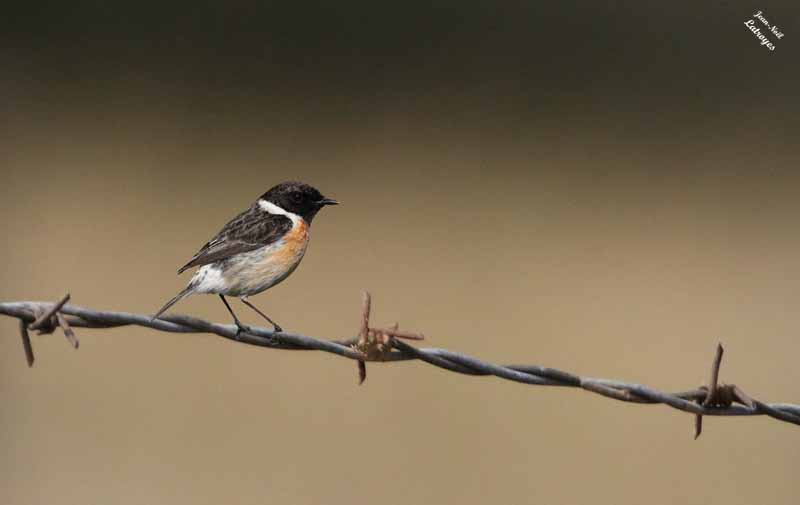 Tarier pâtre perché sur un fil barbelé (Saxicola torquata, ou torquatus Linné, 1766) - Filain (Haute-Saône) – 13 septembre 2024 – Photographie Jean-Noël Latroyes