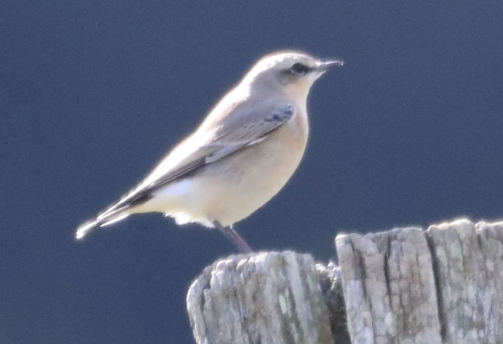 Traquet motteux femelle (Oenanthe oenanthe - Linné, 1758). Photographie Jean-Noël Latroyes - Filain (Haute-Saône) - 13 septembre 2024