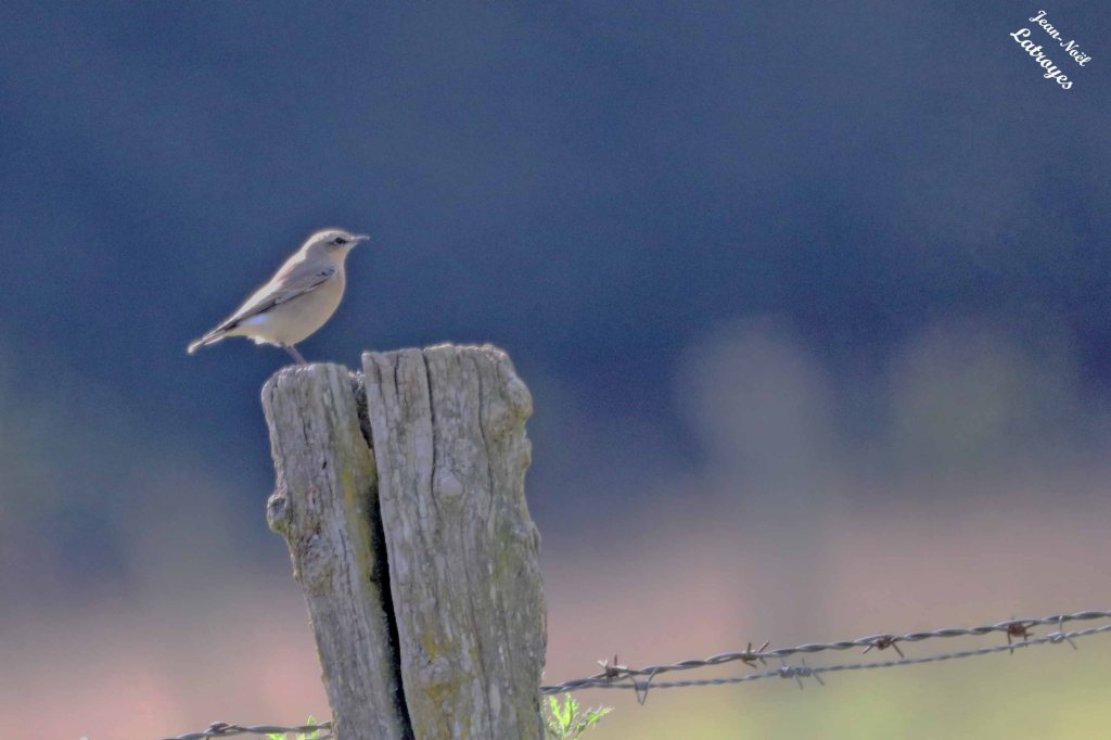 Traquet motteux femelle (Oenanthe oenanthe - Linné, 1758). Photographie Jean-Noël Latroyes. Filain - 13 septembre 2024