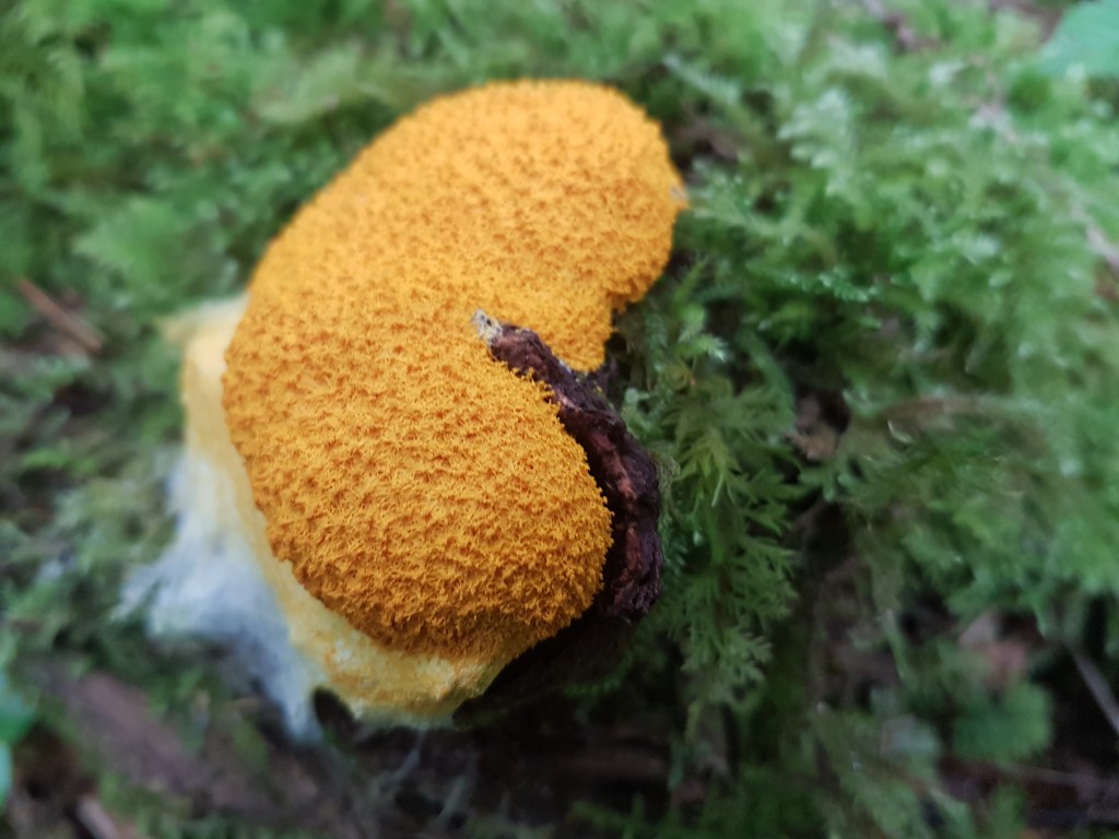 Bois de Filain : 1- juin 2024 - Photographie Jean-Noël Latroyes - Myxomycète : Cette formation de grande taille (environ 25 cm x 15 cm) se développe sur le bois mort dont elle se nourrit