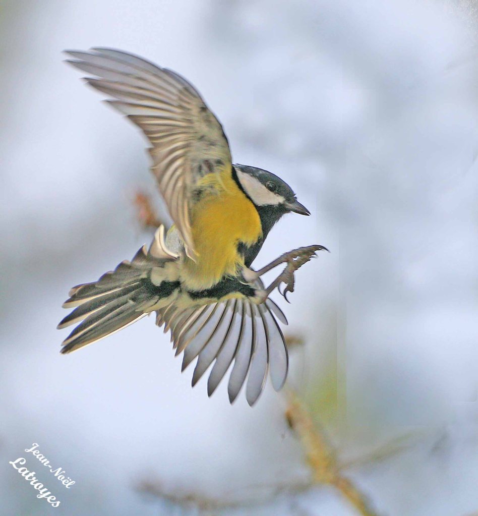 Mésange charbonnière en vol photographiée à Filain (Haute-Saône), le 23 octobre 2024 – Photographie Jean-Noël Latroyes

Canon EOS 5D Mark 4 – F/13 – 1/2500e – ISO 1600 – distance focale 840 mm – mode TV – Balance des blancs auto – sur pied