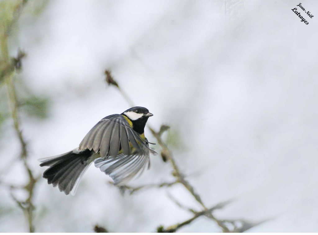 Mésange charbonnière en vol photographiée à Filain (Haute-Saône), le 23 octobre 2024 – Photographie Jean-Noël Latroyes
