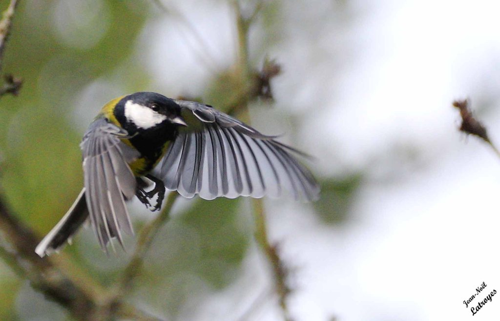 Mésange charbonnière en vol photographiée à Filain (Haute-Saône), le 23 octobre 2024 – Photographie Jean-Noël Latroyes
