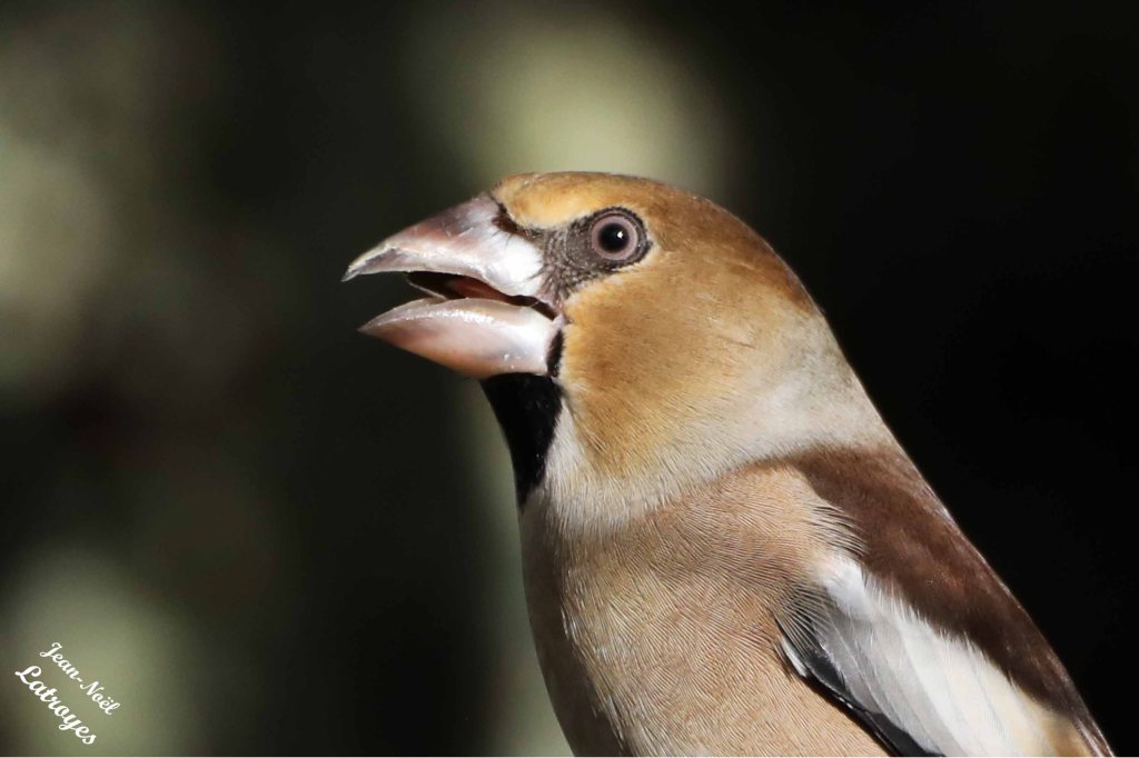 Grosbec casse-noyaux mâle - Coccothraustes coccothraustes - Filain (Haute-Saône)
Photographie Jean-Noël Latroyes – 20 novembre 2024