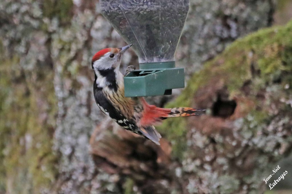 Pic mar attiré par les graines de tournesol