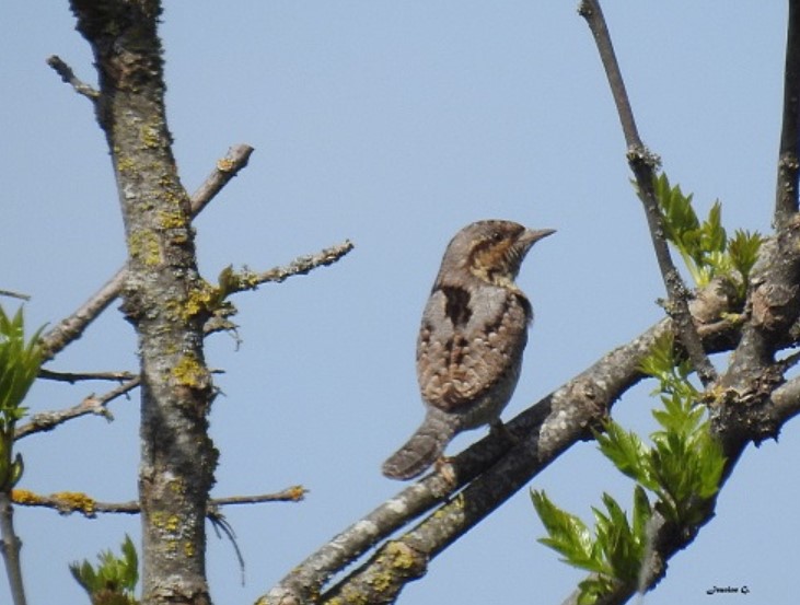 Cette image a un attribut alt vide ; le nom du fichier est torcol-fourmillier-.jpg