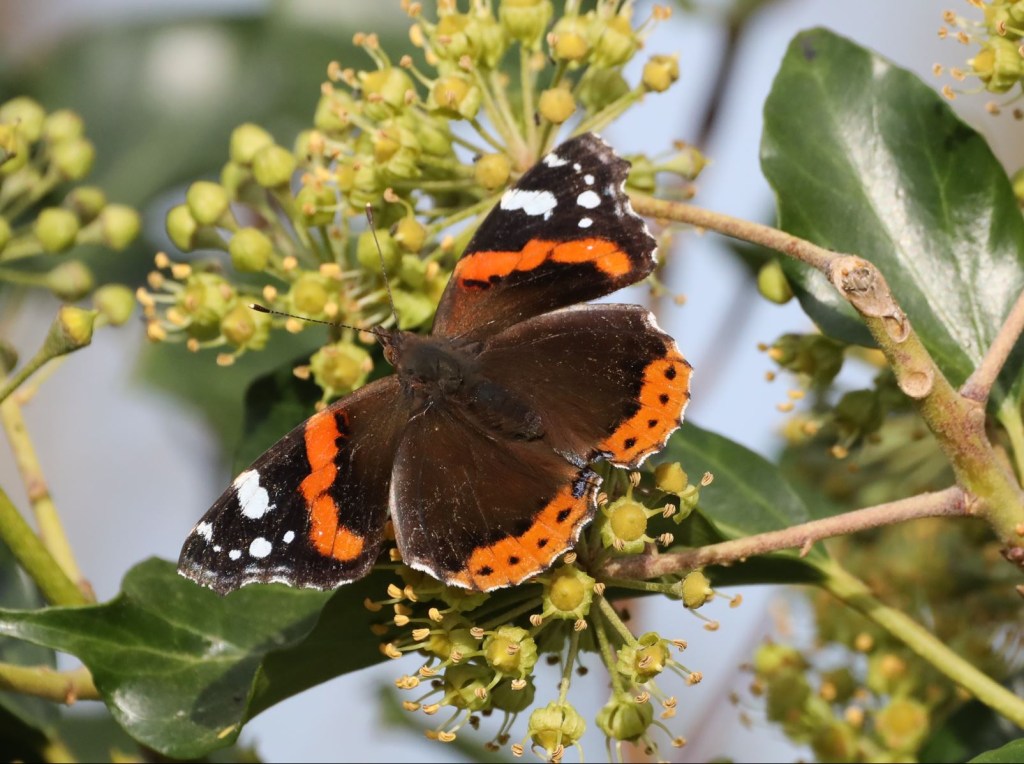 Papillon Vulcain butinant les fleurs de lierre - Photographie Jean-Noël Latroyes - Filain (Haute-Saône) - 09 novembre 2024
