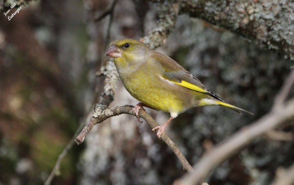 Verdier d'Europe en observation - Carduelis chloris (Haute-Saône)
Photographie Jean-Noël Latroyes - avril 2022