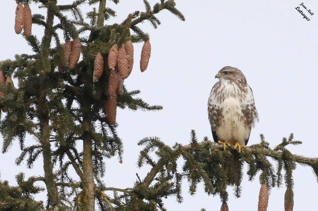 Buse "blanche" - Buteo buteo - Filain (Haute-Saône) rue de la Corvée - 29 janvier 2025 Canon - Eos5D - Objectif Sigma 600 mm - Photographie Jean-Noël Latroyes