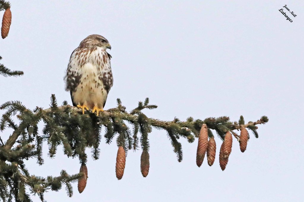 Buse "blanche" - Buteo buteo - Filain (Haute-Saône) rue de la Corvée - 29 janvier 2025 - Canon Eos5D - Objectif Sigma 600 mm - Photographie Jean-Noël Latroyes