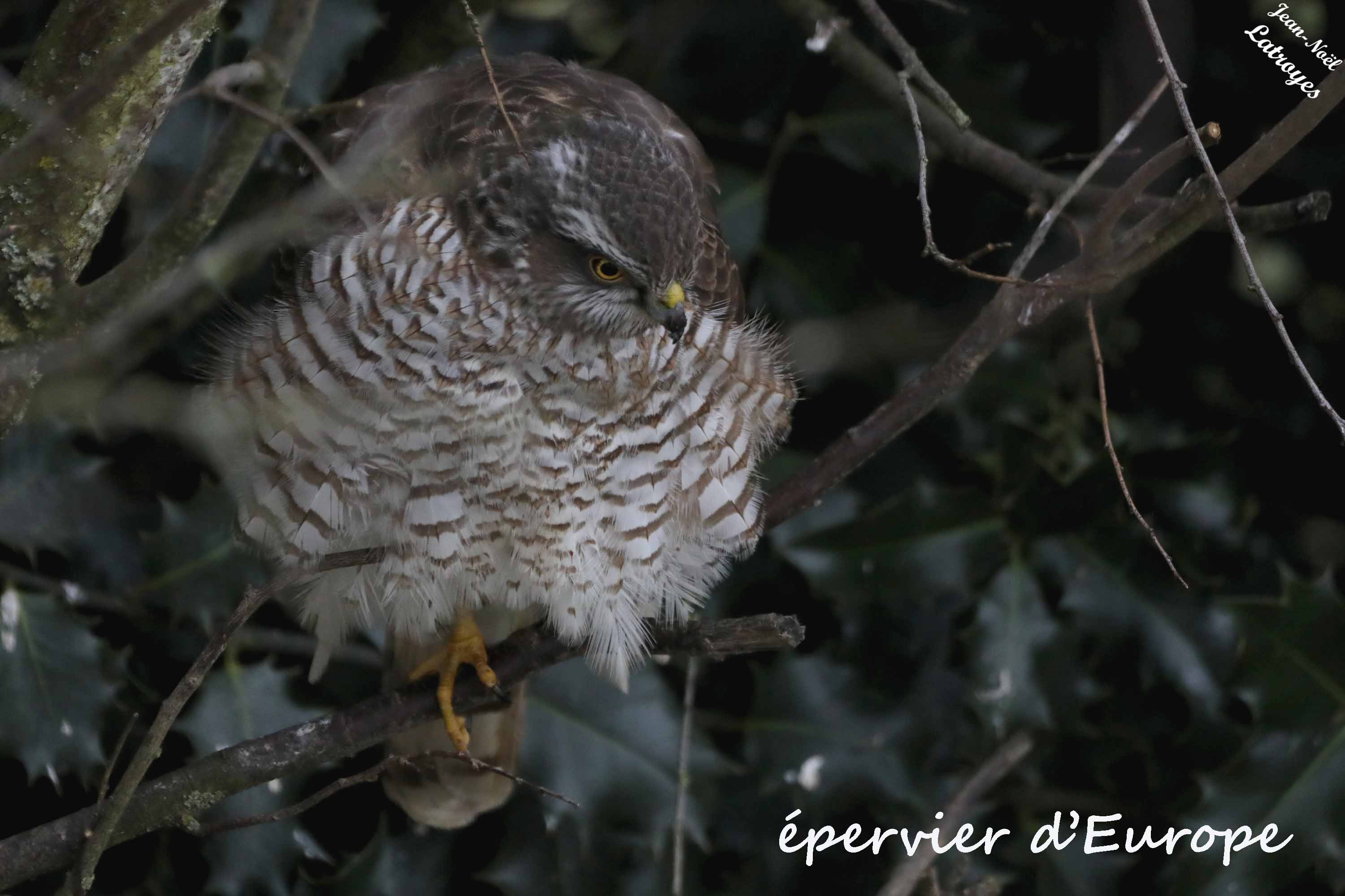 Épervier d'Europe femelle - Filain (Haute-Saône) - 6 février 2025 - Photographie Jean-Noël Latroyes