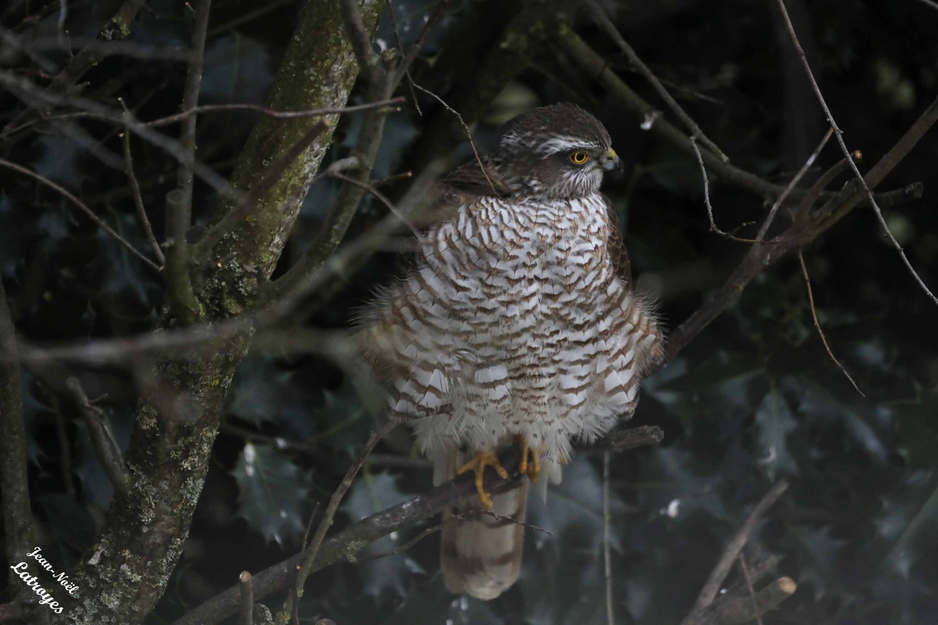 Épervier d'Europe femelle - Filain (Haute-Saône) - 6 février 2025 - Photographie Jean-Noël Latroyes