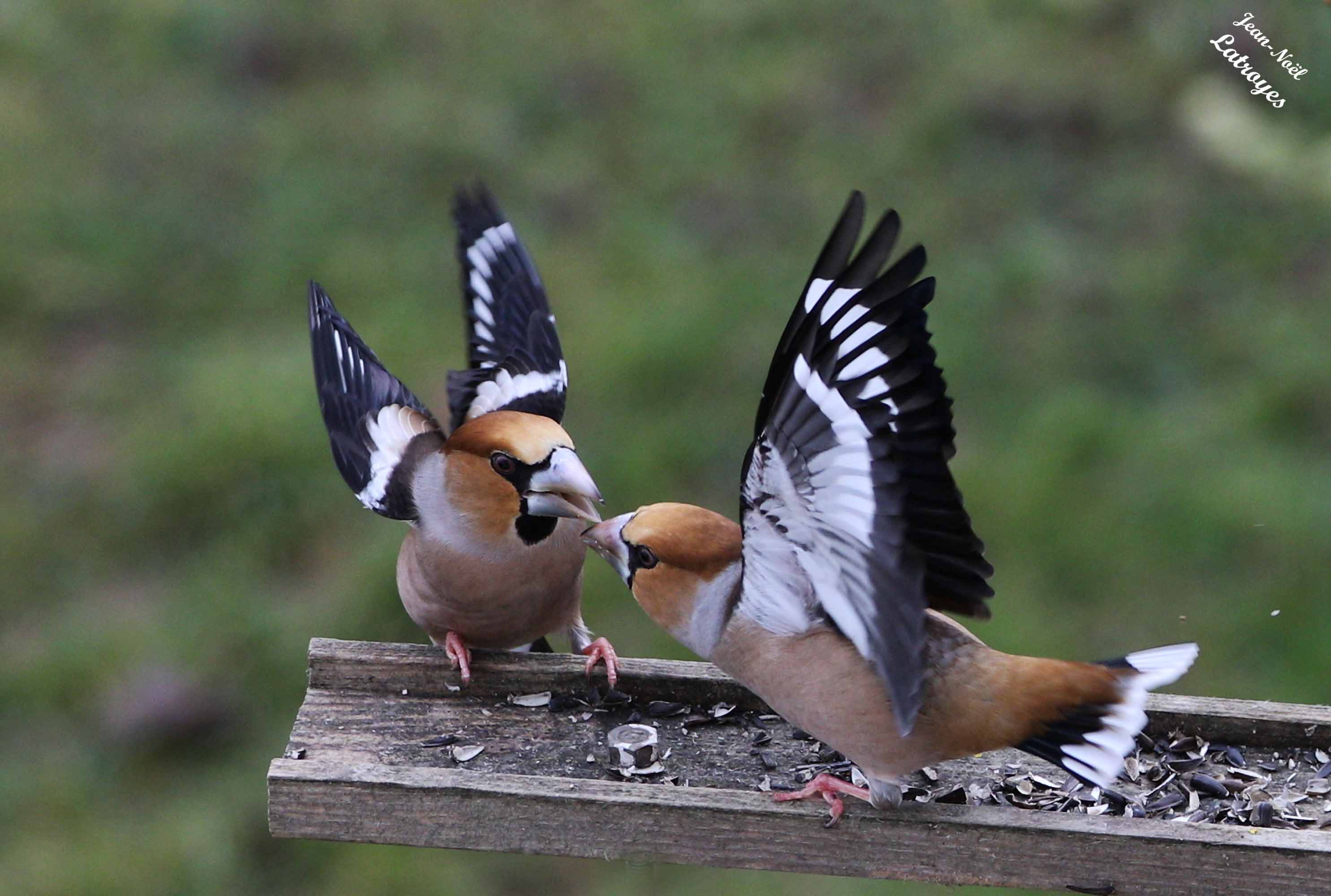 Grosbecs casse-noyaux- Filain (Haute-Saône) Photographie Jean-Noël Latroyes. Contrairement aux apparences, ces deux Grosbecs qui échangent des gestes brusques, ne sont certainement pas ennemis et il ne s'agit donc pas d'une bagarre. En décomposant une prise de vue rapide, image par image, on s’aperçoit qu'il s'agit plus de jeux entre membres d'une même fratrie ou d'une relation parent-enfant.