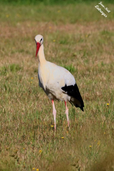 Cigogne blanche - Faverney - Haute-Saône - Photographie Jean-Noël Latroyes