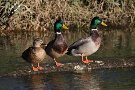 Canards colvert (1 femelle et 2 mâles) Montbozon - Haute-Saône - Photographie Jean-Noël Latroyes