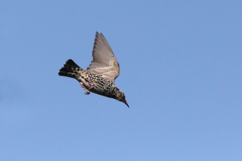 Étourneau sansonnet en vol piqué - Filain -