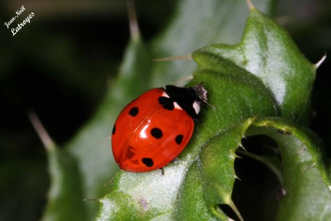 Voyage au pays des coléoptères Un Coccinellidae : La cocccinelle à sept points [ Coccinella 7 punctata ]