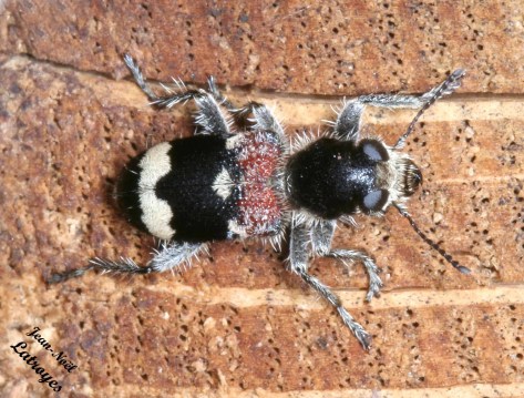 Voyage au pays des coléoptères Un Cleridae : [ Pseudoclerops mutillarius ] Fabricius