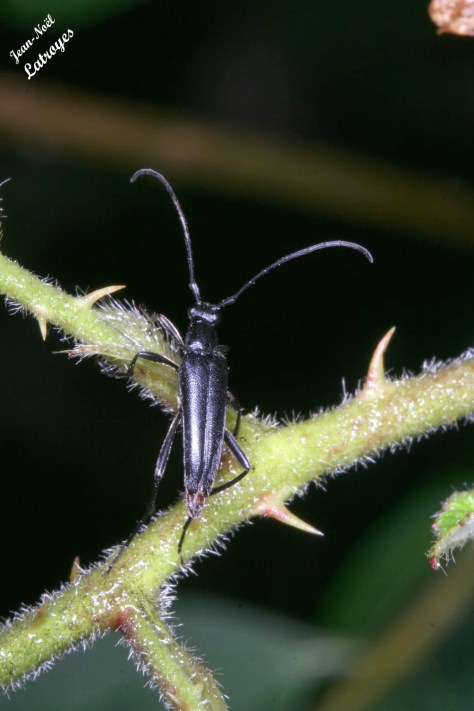 Un Longicorne, le Capricorne [ Cerambyx cerdo]  Linné