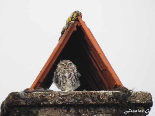 Chouette Chevêche d'Athena ayant trouvé refuge dans une cheminée. Filain (Haute-Saône).  Photographie de Jeanine Grandjean