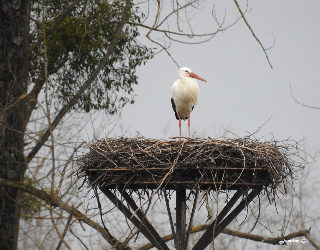 Dame cigogne veille sur sa couvée. Photographie de Jeanine Grandjean. Photographie du 9 février 2024. Lac de Vaivre (70) - 9h49. Nikon Coolpix P900 - F/6.5 - 1/160e de sec. - ISO 400 - Distance focale : 357 mm