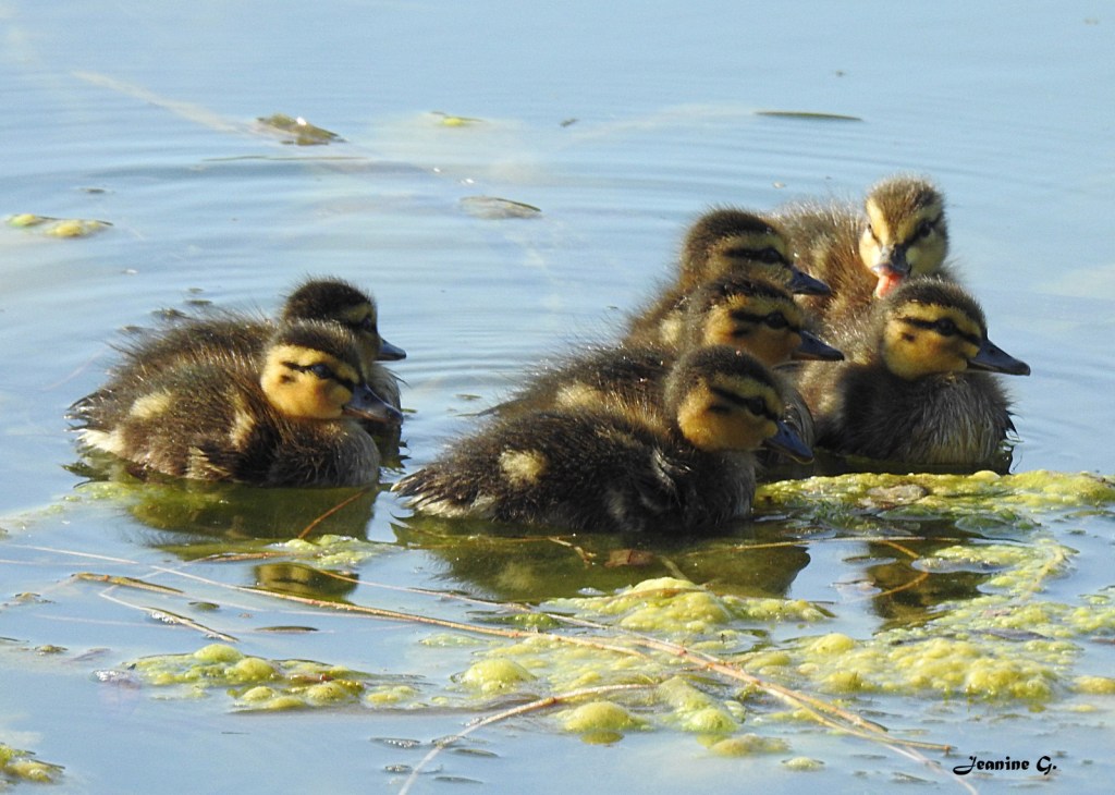 Canards colverts : Vesoul, le 19 juillet 2024 à 7h67. Nikon Coolpix P900 - F/5.6 - 1/500e de sec. - ISO 280 - Distance focale : 152 mm