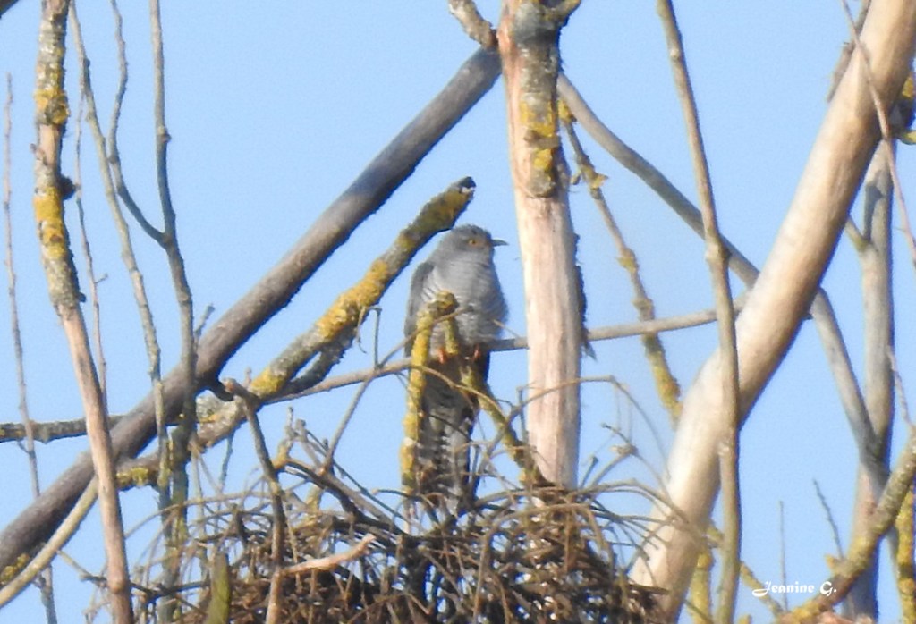 Coucou gris : Photographie de Jeanine Grandjean. Le coucou, celui que tout le monde entend, mais ne voit jamais . . . sauf Jeanine qui était là de bonne heure, au bon endroit !
Vesoul, le 3 avril 2027 à 7h57. Nikon Coolpix P900 - F/6.5 - 1/500e de sec. - ISO 160 - Distance focale : 785 mm
