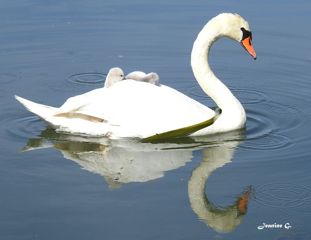 Cygne tuberculé : Photographie de Jeanine Grandjean. Vesoul, le 24 mai 2025 à 10h36. Nikon Coolpix P900 - F/4.5 - 1/1600e de sec. - ISO 100 - Distance focale : 33 mm. 
Les transports en commun, version lac.
 Le cygne de 10h36 est sur le départ. 
Veillez à bien serrer les plumes du passager précédent
Merci de composter votre billet . . .