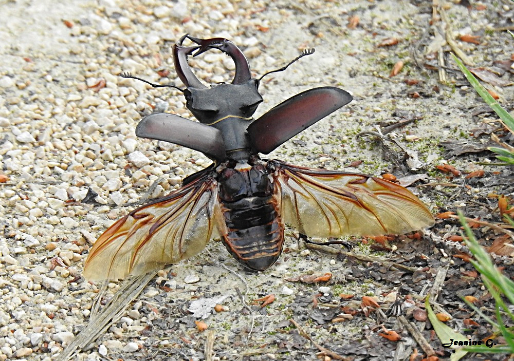 Lucane cerf-volant – Lucanus cervus mâle avec les ailes découvertes (prêt à l'envol). . Photographie de Jeanine Grandjean. Vesoul, le 2 juin 2025 à 9h30. Nikon Coolpix P900 – F/5.6 – 1/500e de sec. – ISO 320 – Distance focale : 116 mm