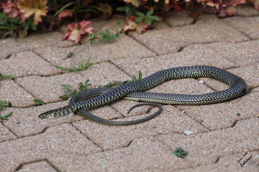 Couleuvre jaune et verte ( Colubridae Hierophis viridiflavus). Photographie Jean-Noël Latroyes. Vellefaux (Haute-Saône) - 12 juin 2025