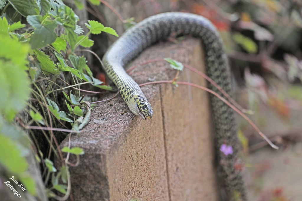 Couleuvre jaune et verte ( Colubridae Hierophis viridiflavus).
Photographie Jean-Noël Latroyes. Vellefaux (Haute-Saône) - 12 juin 2025
Malgré sa taille, la couleuvre verte et jaune se déplace avec agilité et peut être hors de vue en quelques secondes