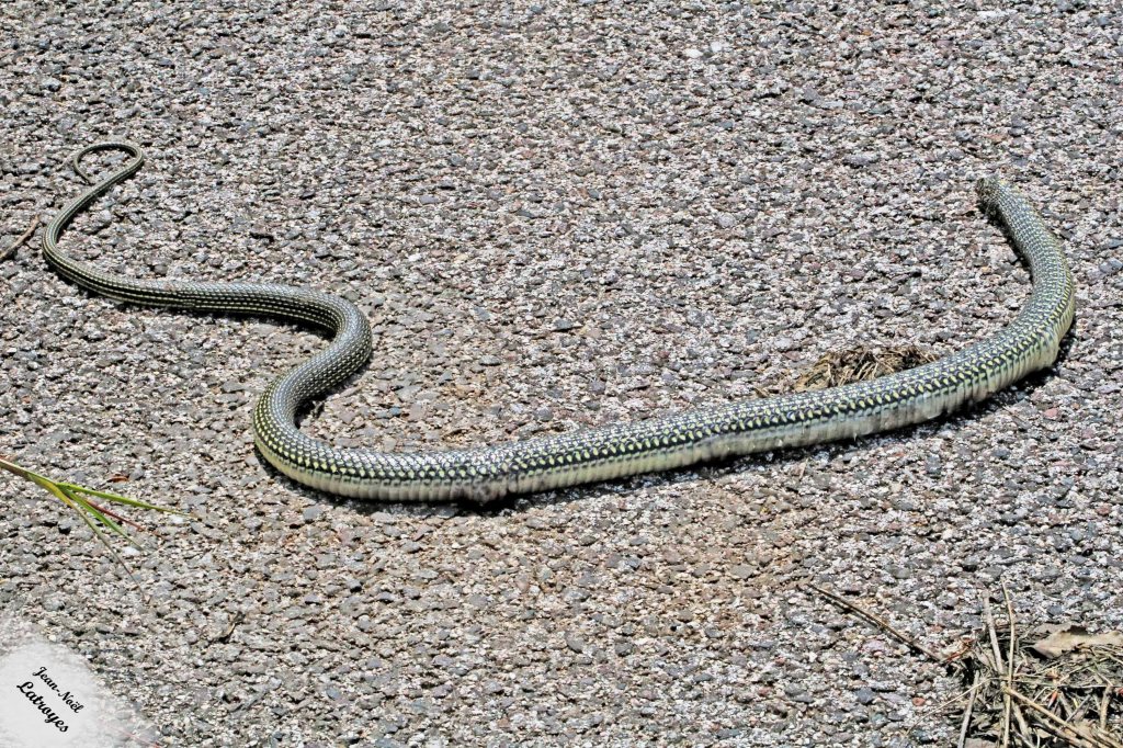 Couleuvre jaune et verte ( Colubridae Hierophis viridiflavus).
Photographie Jean-Noël Latroyes. Vellefaux (Haute-Saône) - 12 juin 2025, Longueur : 1.20 m