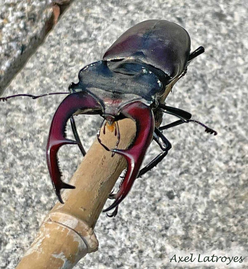 Lucane cerf-volant – Lucanus cervus mâle -. Photographie Axel Latroyes - Brunstatt  Haut-Rhin).