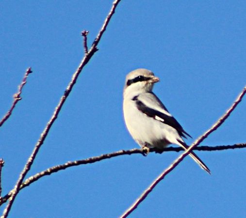 Filain, le 1 février 2017 à 13h52. Canon EOS 700D - F/5.6 - 1/2000e de sec. - ISO 320 - Distance focale : 300 mm. Photographie de Jeanine Grandjean.