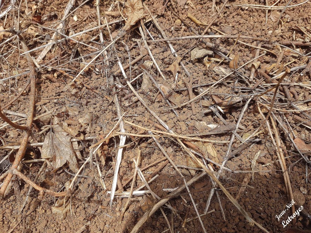 Fourmis travaillant dans la grande fourmilière le long de la route allant de Neurey-les-la-Demie  au hamau des Monnins (Filain - Haute-Saône). Photographie Jean-Noël Latroyes - 06 août 2025