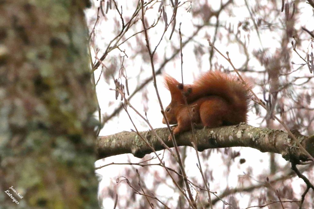 Ecureuil roux – Frétigney-et-Velloreille (Haute-Saône) - 26 janvier 2024 – Photographie Jean-Noël Latroyes et Bernard Detouillon - 
