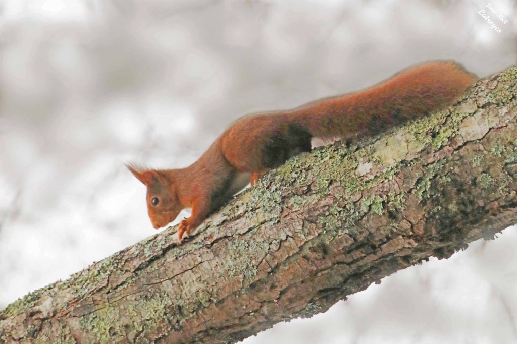 Ecureuil roux – Frétigney-et-Velloreille (Haute-Saône) - 26 janvier 2024 – Photographie Jean-Noël Latroyes et Bernard Detouillon  Sautera ? Sautera-pas. Un peu de repos  sur une branche horizontale avant de repartit de plus belle à la recherche des succulentes faines ... 