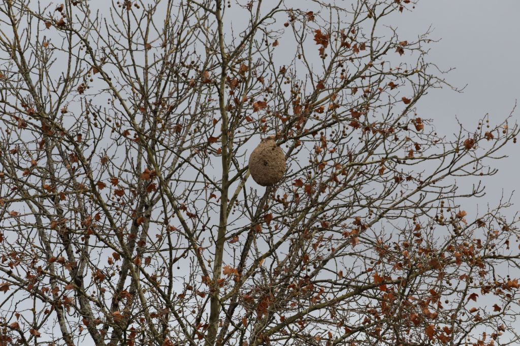Nid de frelons aiatiques - Filain (Haute-Saône) - 20 novembre 2025 Photographie Jean-Noël Latroyes. Observation Nelly Latroyes