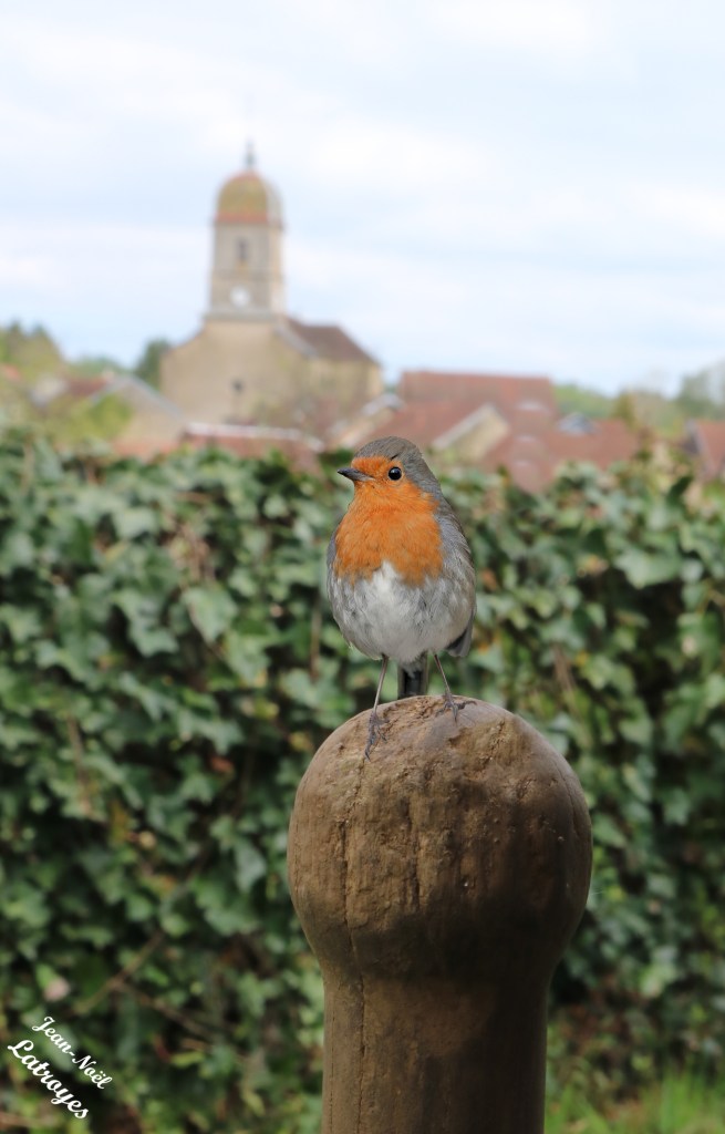 L'ami du jardinier : Rougegorge familier - Erithacus rubecula en plein chant - Filain (Haute-Saône) - 24 septembre 2026- Photographie Jean-Noël Latroyes