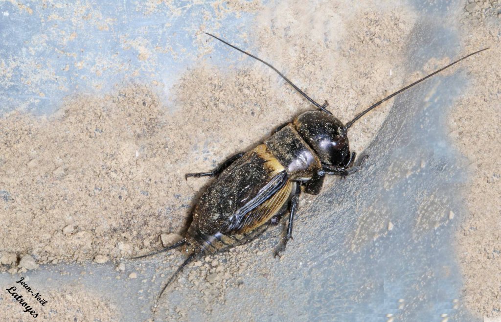 Grillon champêtre - Gryllus campestris - Filain (Haute-Saône) dans le jardin. Photographie Jean-Noël Latroyes - 10 mai 2026