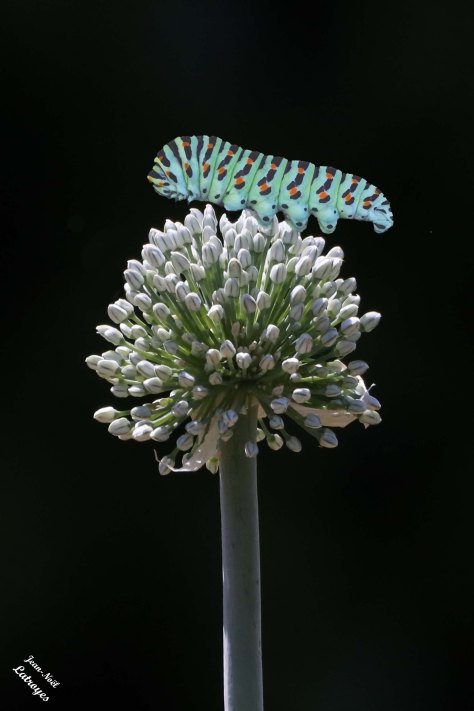 Chenille du papillon Machaon [Papilio machaon] Photographie prise à Filain (Haute-Saône) le 28 juin 2026 sur une "tête d'oignon" dans la jardin. Photographie Jean-Noël Latroyes