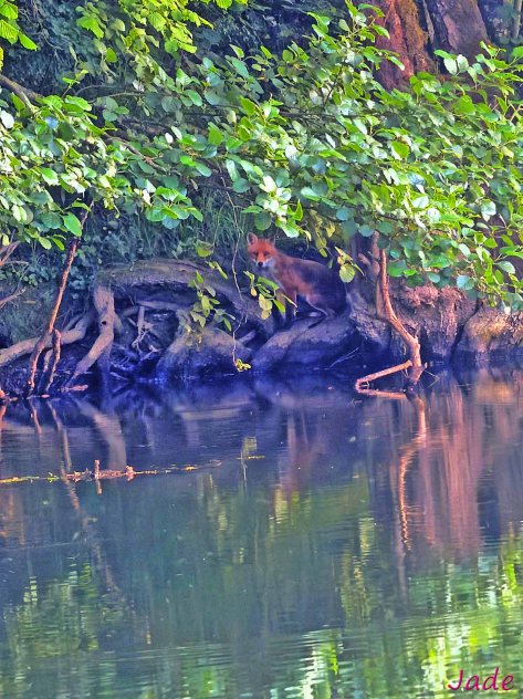 Montagney (25) le renard est partout. Il est certainement aussi surpris de croiser le regard de Jade qui le photographie le long de la rivière Ognon. 