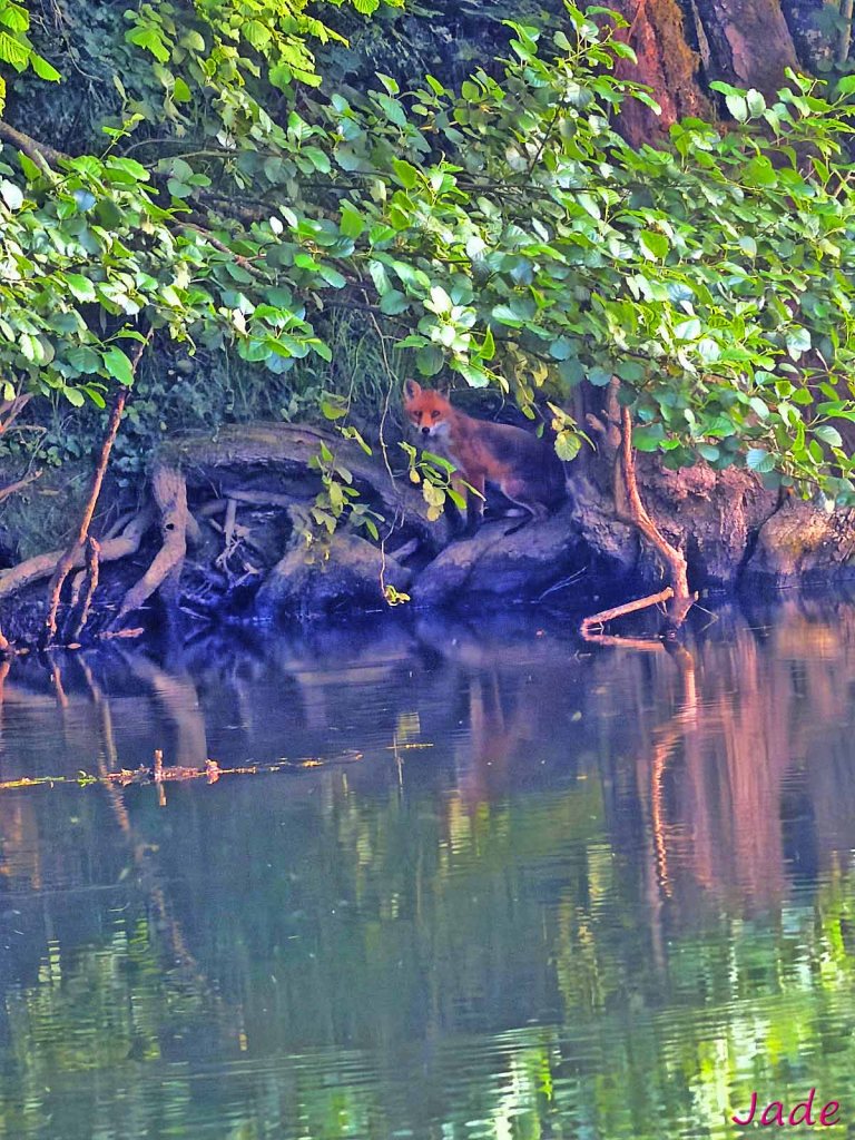 Montagney (25) le renard est partout.   Il est certainement aussi surpris de croiser le regard de Jade qui le photographie le long de la rivière Ognon. 