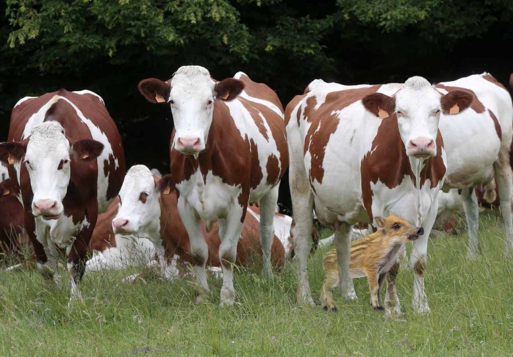 Marcassin adopté par des vaches de race montbéliarde